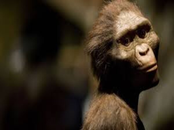 Lucy, our early human ancestor Lucy, our early human ancestor