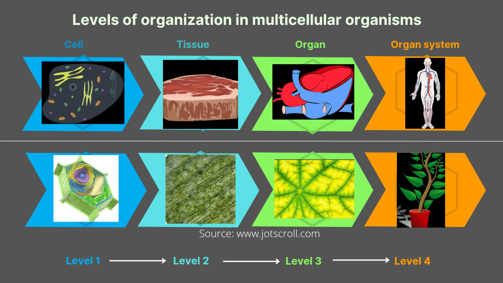 Single Cells Evolve Large Multicellular Single Cells Evolve Large Multicellular