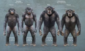 Bonobos