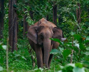 Female Elephant