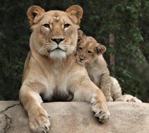 Female Lioness