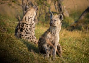 Female spotted Hyenas